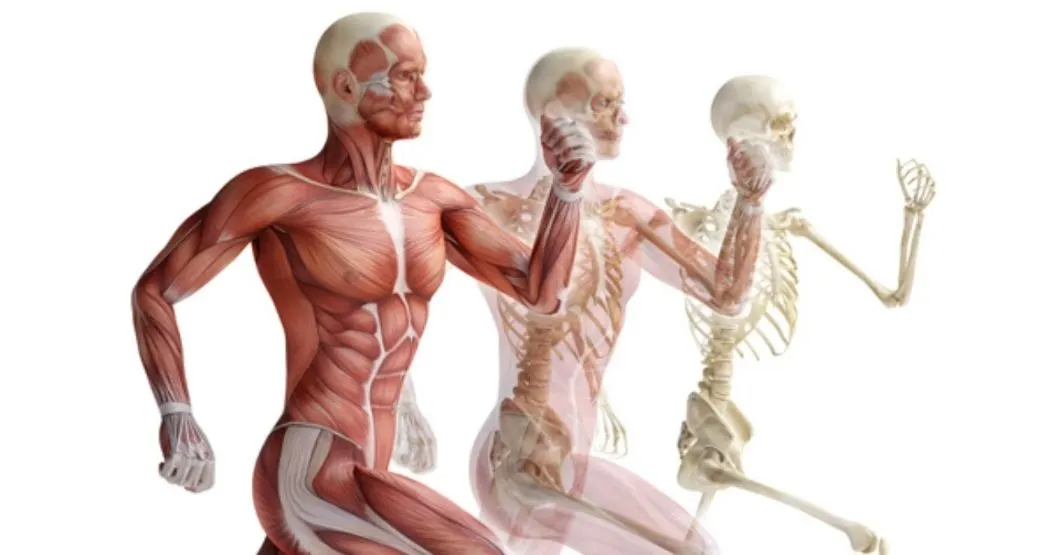 Qual a relação entre a Sarcopenia e a Osteoporose?
